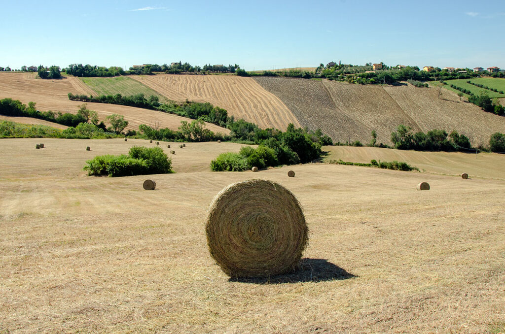 Paesaggio Tenuta Belvedere