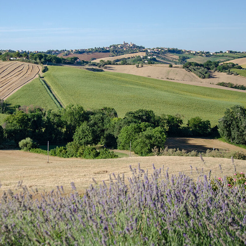 Tenuta Belvedere
