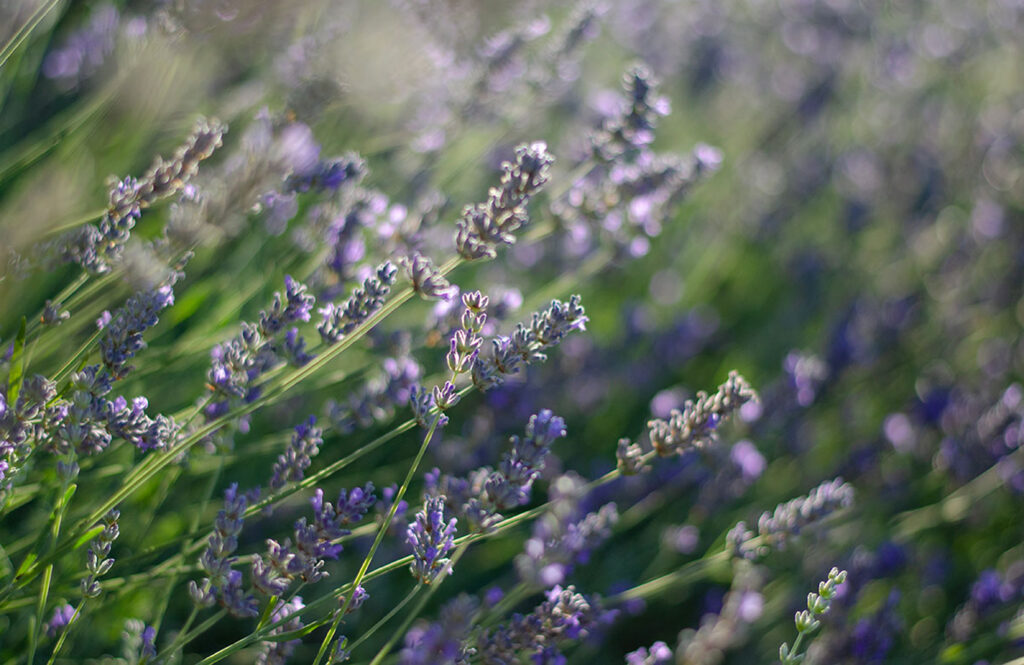 Tenuta Belvedere lavanda