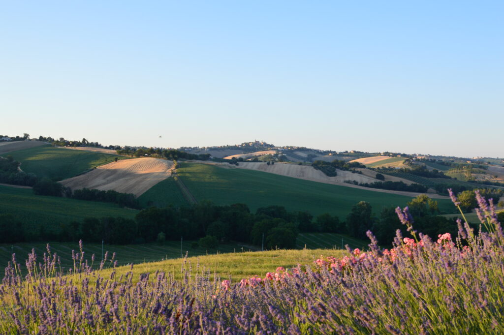 Belvedere