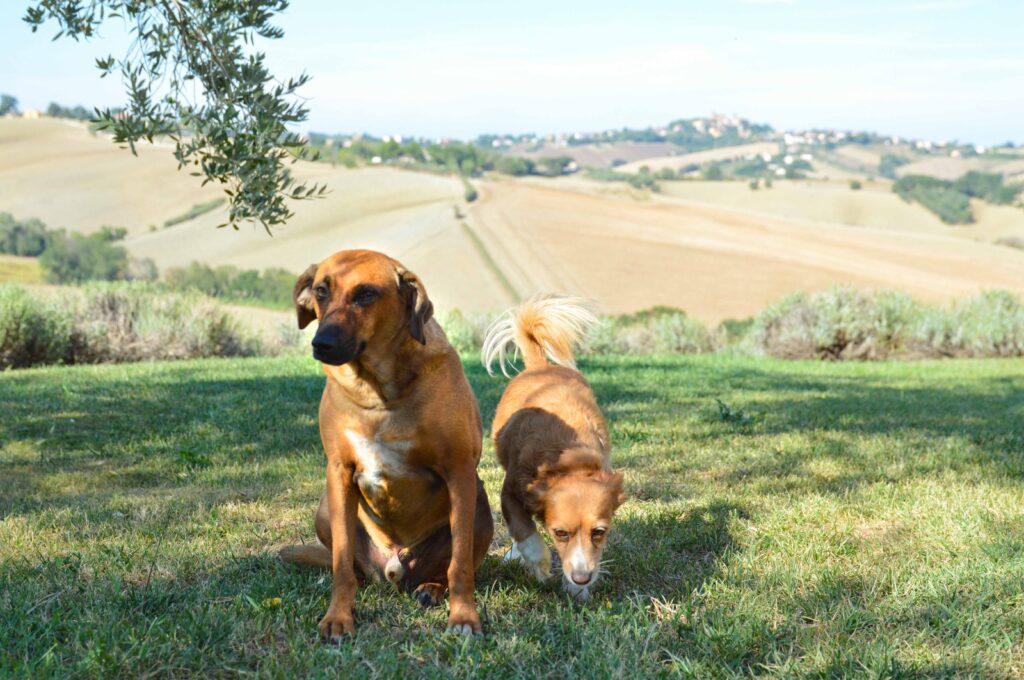 Cani